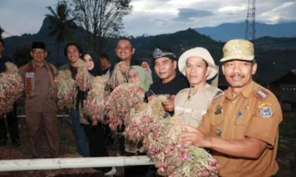 Pemprov Kaltara dan Pemkab Enrekang panen bawang merah bersama petani lokal di kawasan pegunungan.
