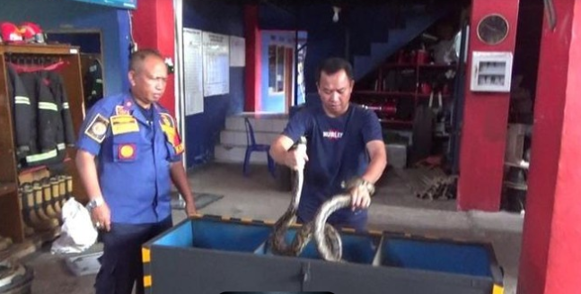 Petugas Damkar Palopo menangkap ular hitam Palopo jenis black boiga sepanjang 1,6 meter di depan salon.