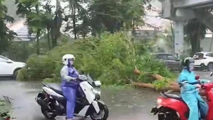 Pohon tumbang Makassar akibat hujan deras dan angin kencang menutup ruas jalan utama
